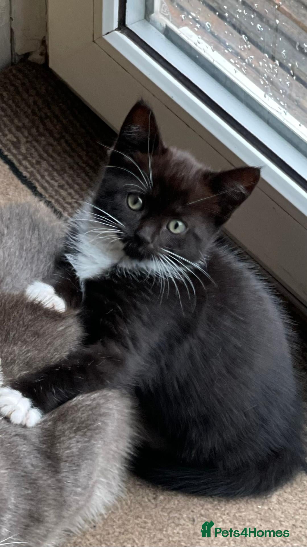 Mixed Breed cats 1 Black & White Female Kitten Left  - Advert 14