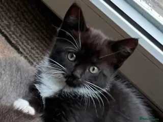 Mixed Breed cats 1 Black & White Female Kitten Left - Advert 14