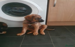 Mixed Breed dogs for sale: Rottweiler Ovcharka puppies in East Kilbride - Image 3