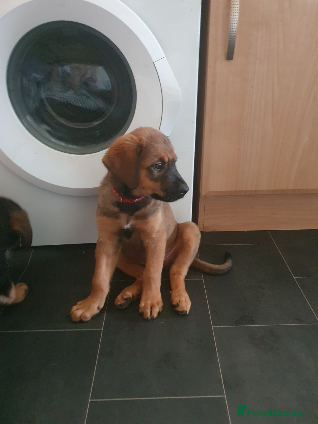 Mixed Breed dogs for sale: Rottweiler Ovcharka puppies in East Kilbride - Image 3