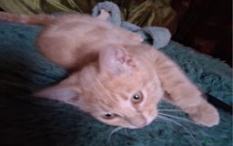 Mixed Breed cats for sale: Charming Cheeky Chunky  Bengal X Kittens. - Image 10