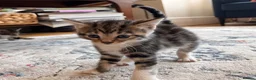 Mixed Breed cats for sale: 5 Beautiful Tabby Kittens for sale ❤️❤️ - Advert 6