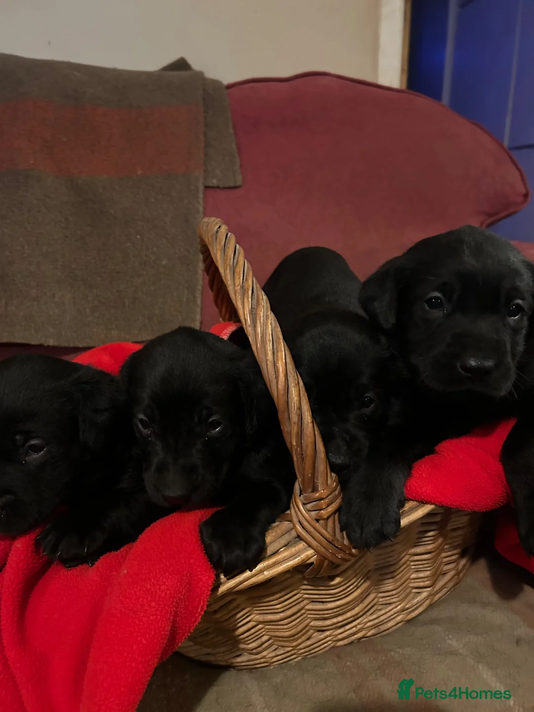 Labrador Retriever dogs for sale: Stunning black Labrador puppies  in Steyning - Advert 8