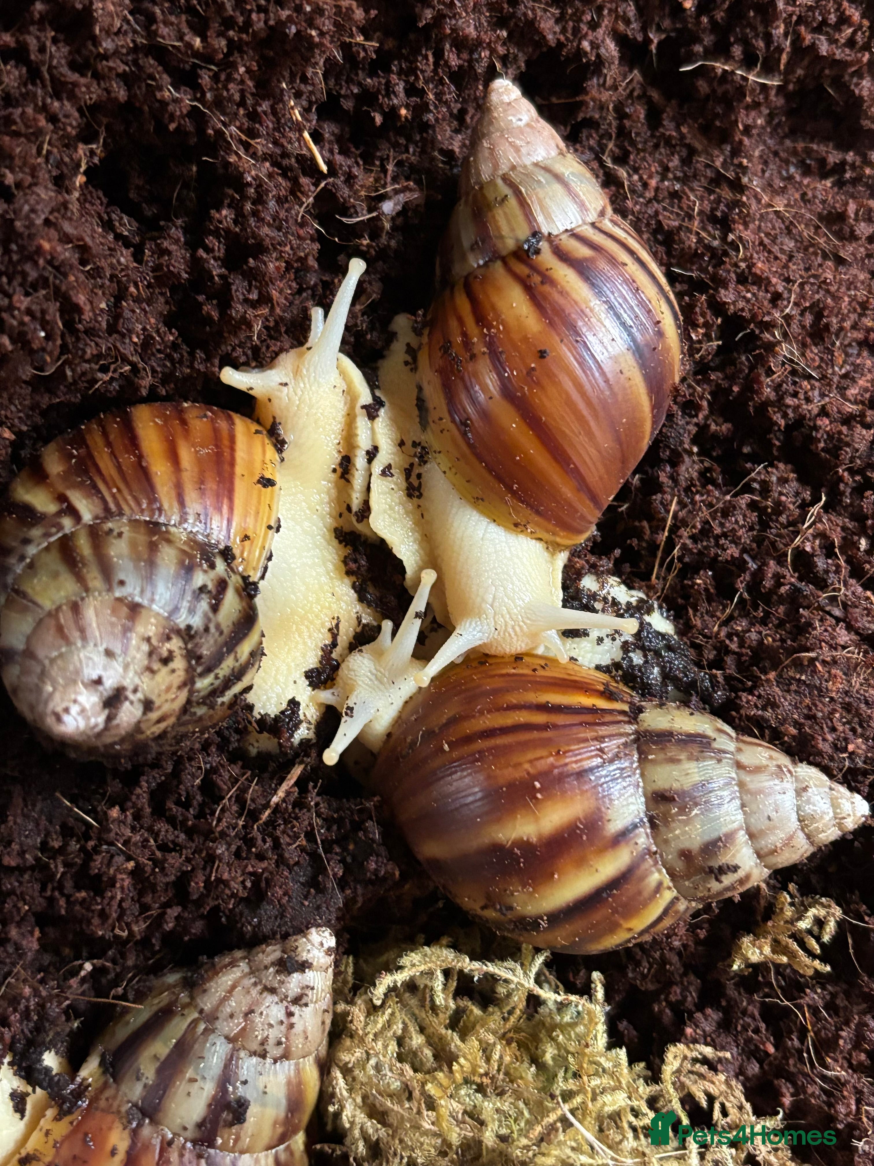 Snails invertebrates Albino giant African land snails - Advert 1