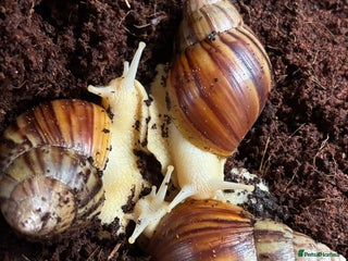 Snails invertebrates Albino giant African land snails - Advert 1