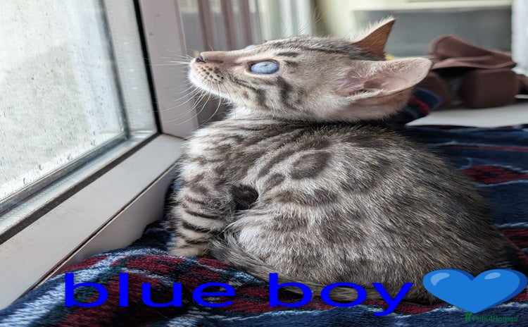 Bengal cats - Advert 15