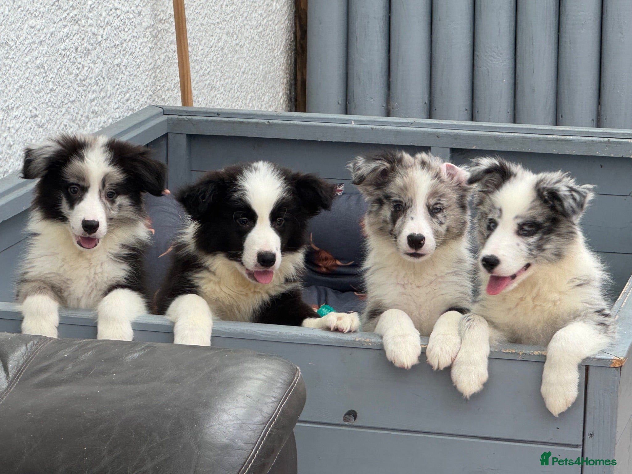 Border Collie dogs Stunning KC Registered Border Collie Puppies  - Advert 2