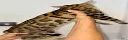 Bengal cats for sale: Top quality pure breed Bengal boy available now in Watford - Advert 5