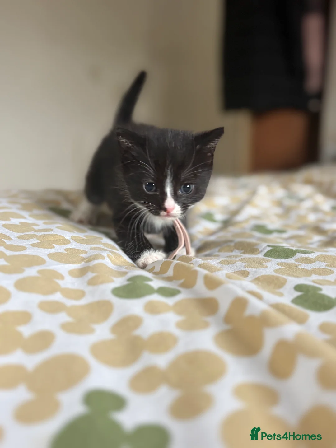 Mixed Breed cats for sale: Turkish angora mix kittens  in Ilkeston - Advert 7