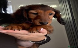Miniature Dachshund dogs for sale: Last Mini Longhaired Dachshund Girl - READY NOW - Image 5
