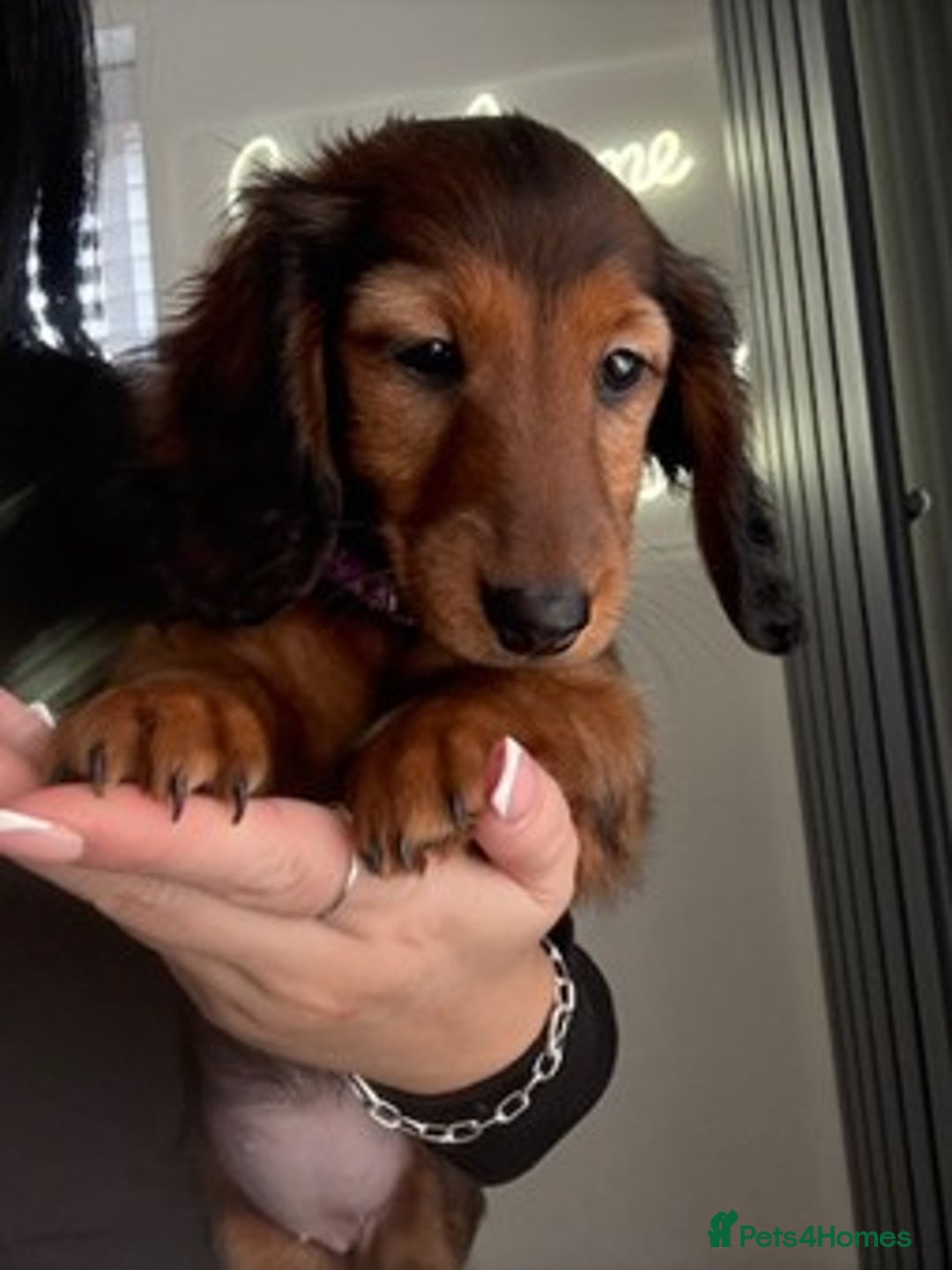 Miniature Dachshund dogs for sale: Last Mini Longhaired Dachshund Girl - READY NOW - Image 5