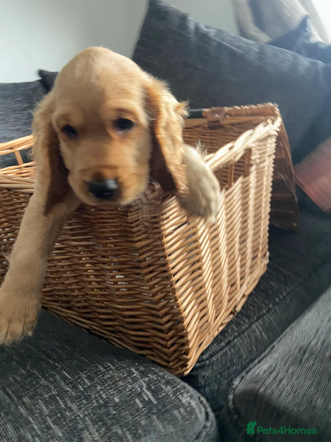 Cocker Spaniel dogs for sale: Cocker spaniel puppies  in York - Advert 5