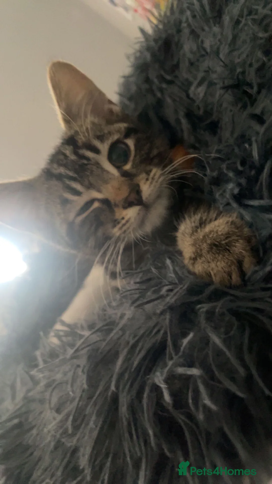 Mixed Breed cats for sale: Mixed breed Kitten  in Manchester - Advert 2