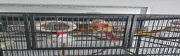 Conures birds for sale: Hand reared conure  in Brecon - Advert 5