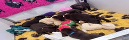Labrador Retriever dogs for sale: Outstanding Quailty Chocolate Labrador Puppies - Advert 31