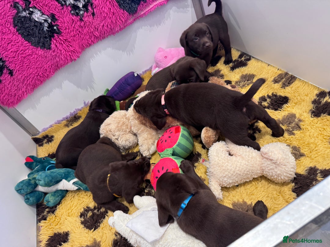 Labrador Retriever dogs for sale: Outstanding Quailty Chocolate Labrador Puppies - Advert 31