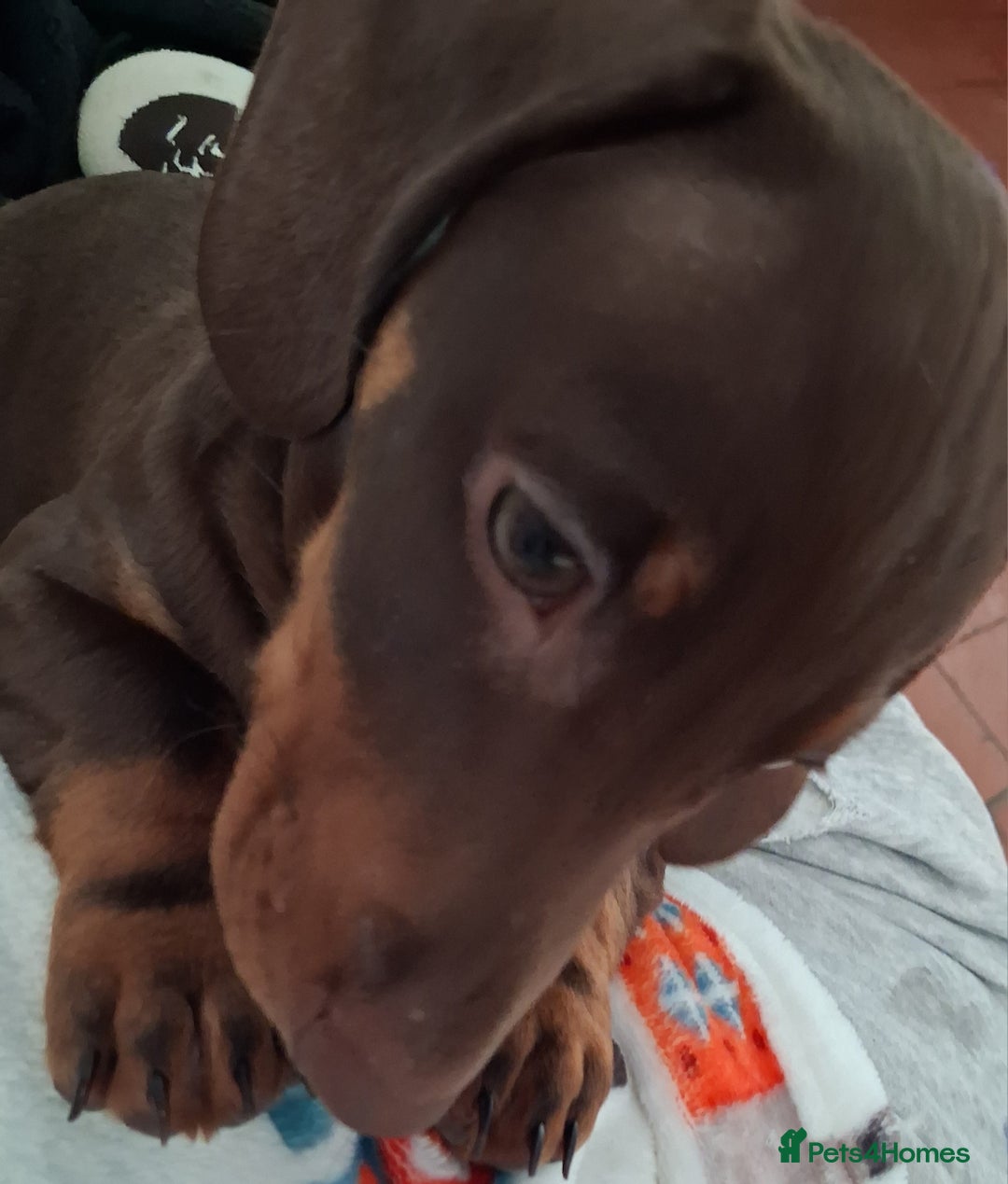 Dachshund dogs for sale: Mini dachshund for sale  - Advert 6