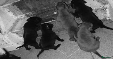 Staffordshire Bull Terrier dogs - Advert 3