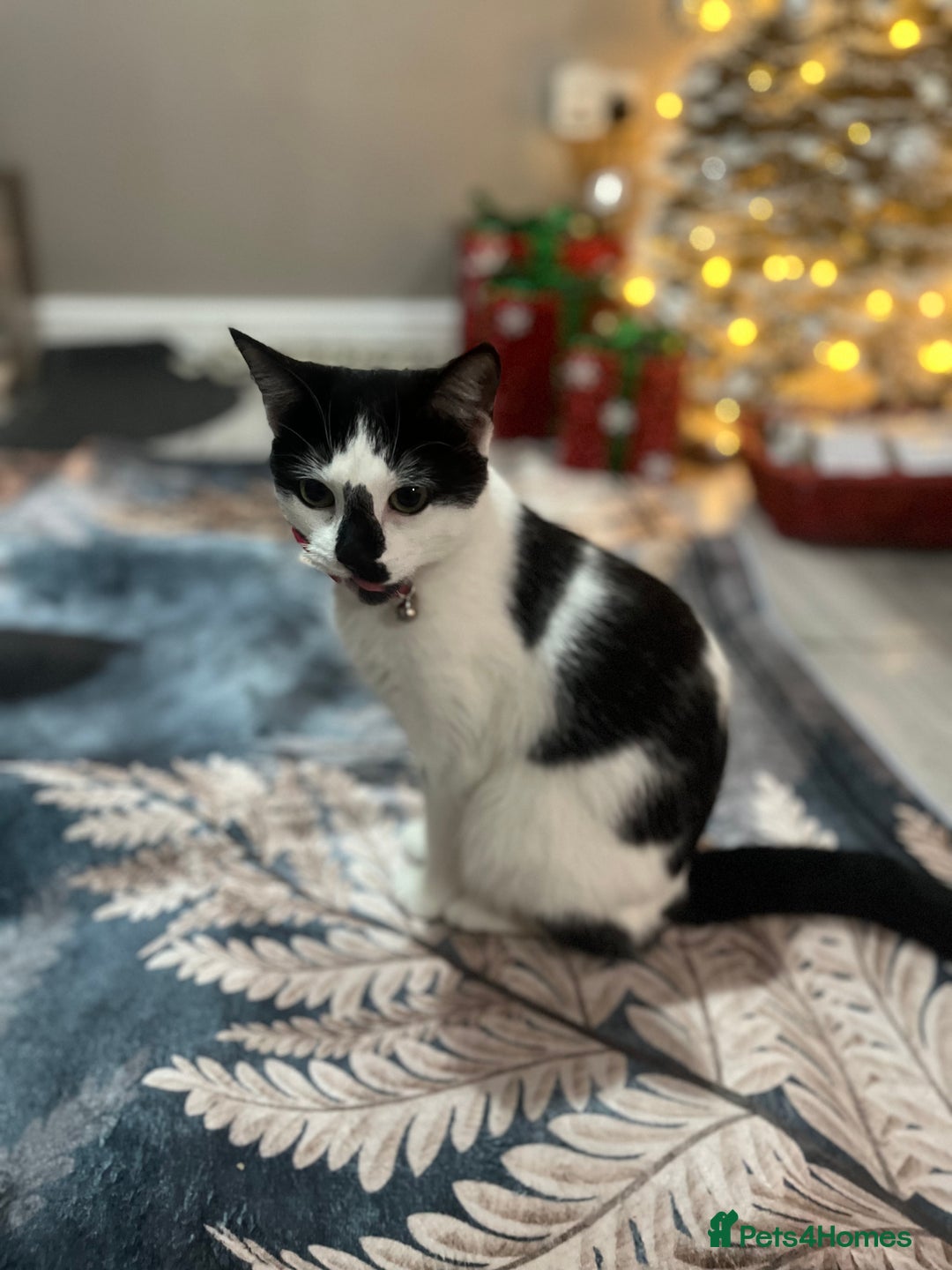 Mixed Breed cats for sale: Female cat - Advert 1