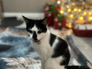 Mixed Breed cats Female cat - Advert 1