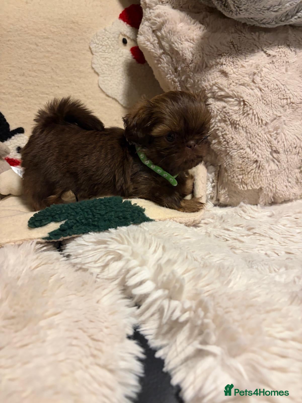 Shih Tzu dogs Imperial Shih Tzu  - Advert 3