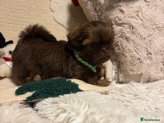 Shih Tzu dogs Imperial Shih Tzu - Advert 3