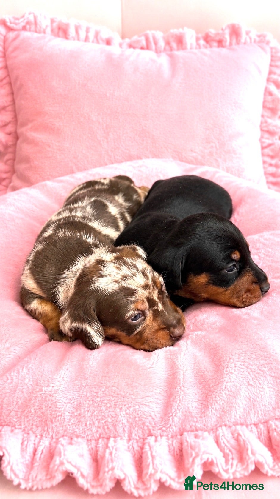 Miniature Dachshund dogs 5★ LICENSED BREEDER, KC registered, PRA clear  - Advert 1