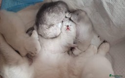 Scottish Fold cats for sale: Scottish Fold/Straight Kittens  - Image 6