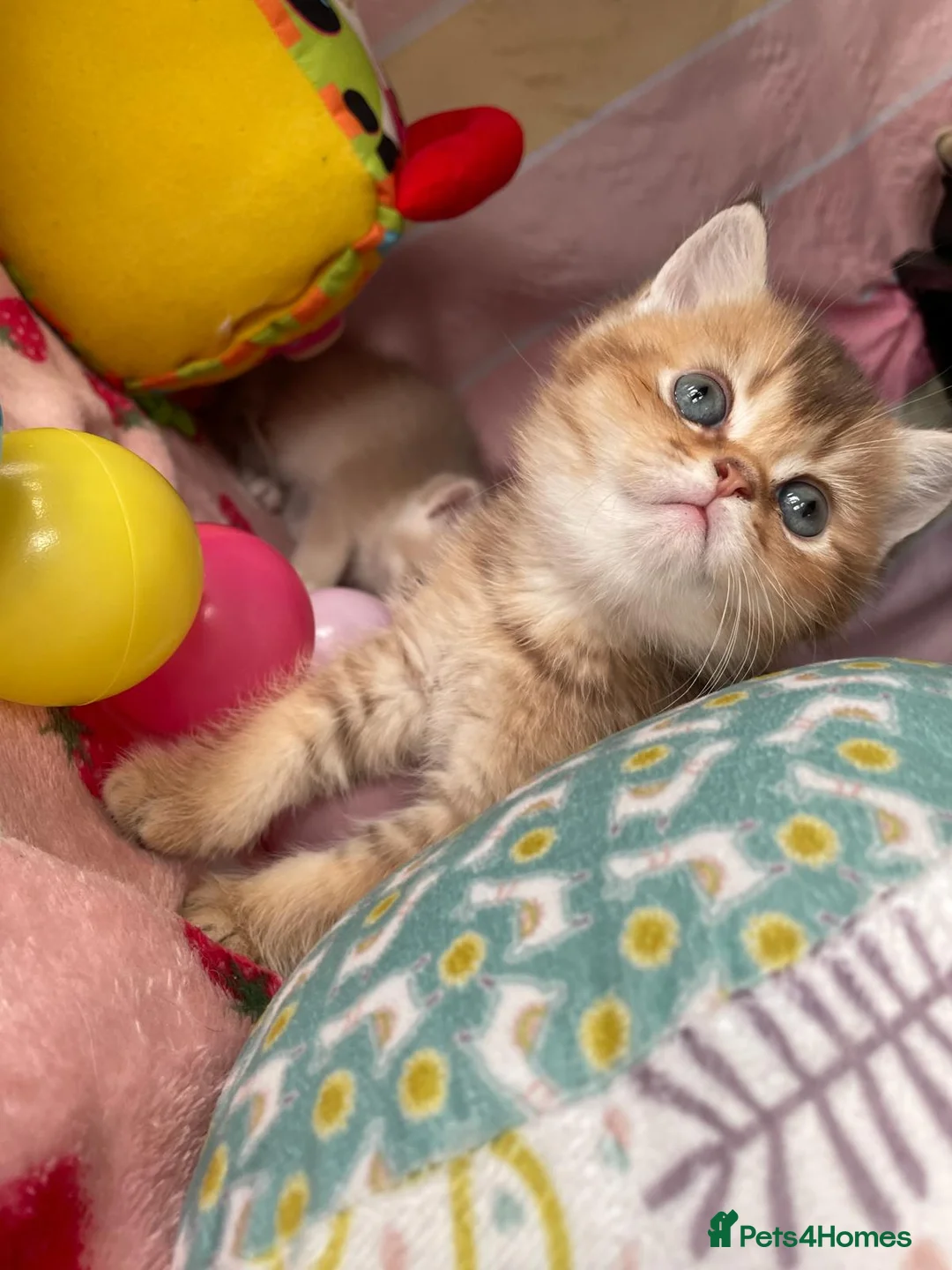 British Shorthair cats for sale: Older rare goldens n c/points 🐱   in Ashton-under-Lyne - Advert 10