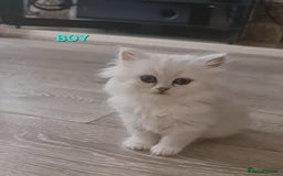 Persian cats for sale: 2 girls left!Ready now! Persian Chinchilla kittens - Image 6