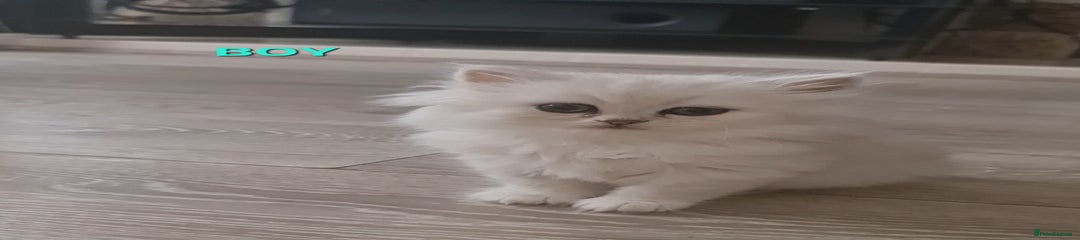 Persian Kitten 1