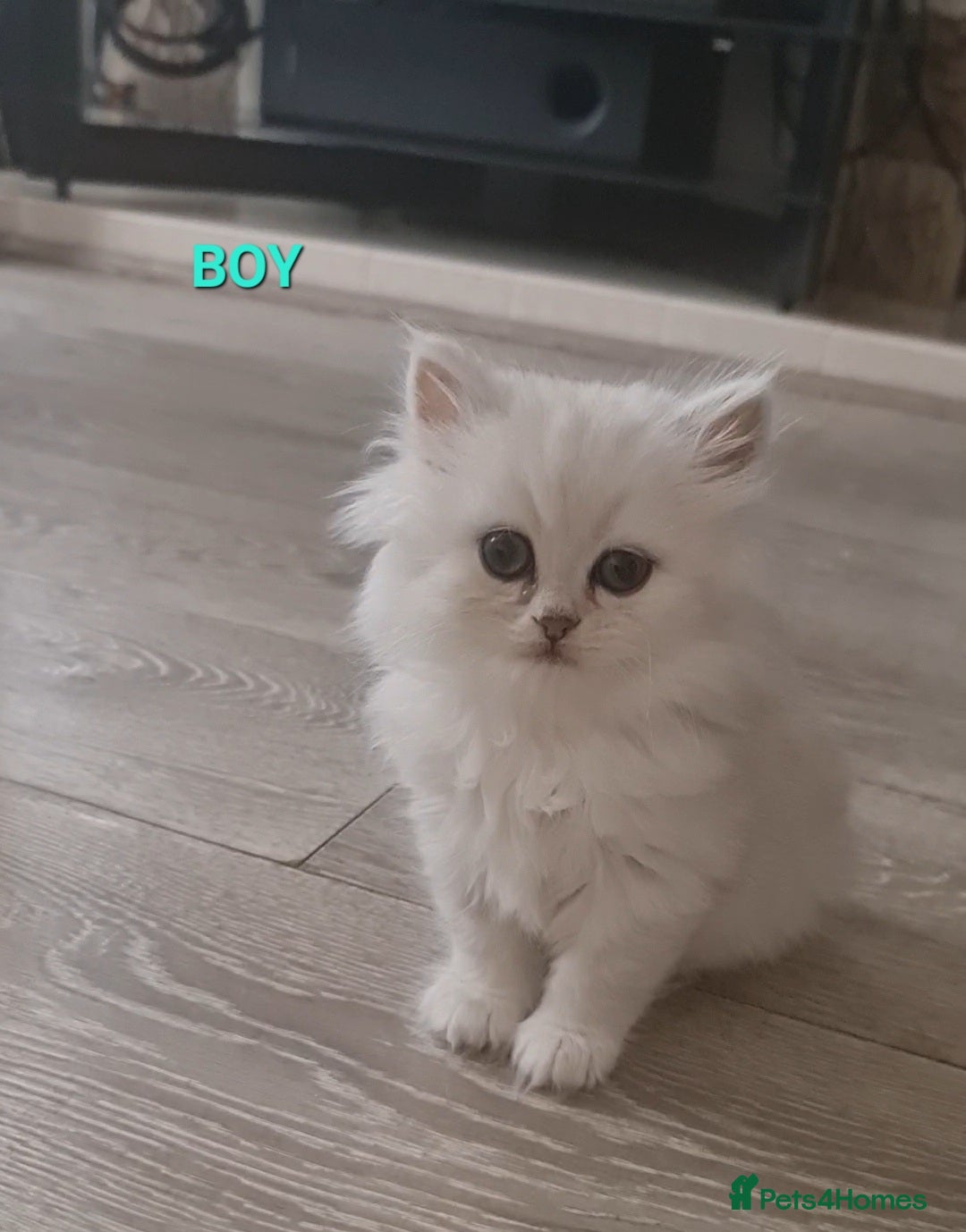Persian cats for sale: 2 girls left!Ready now! Persian Chinchilla kittens - Image 6