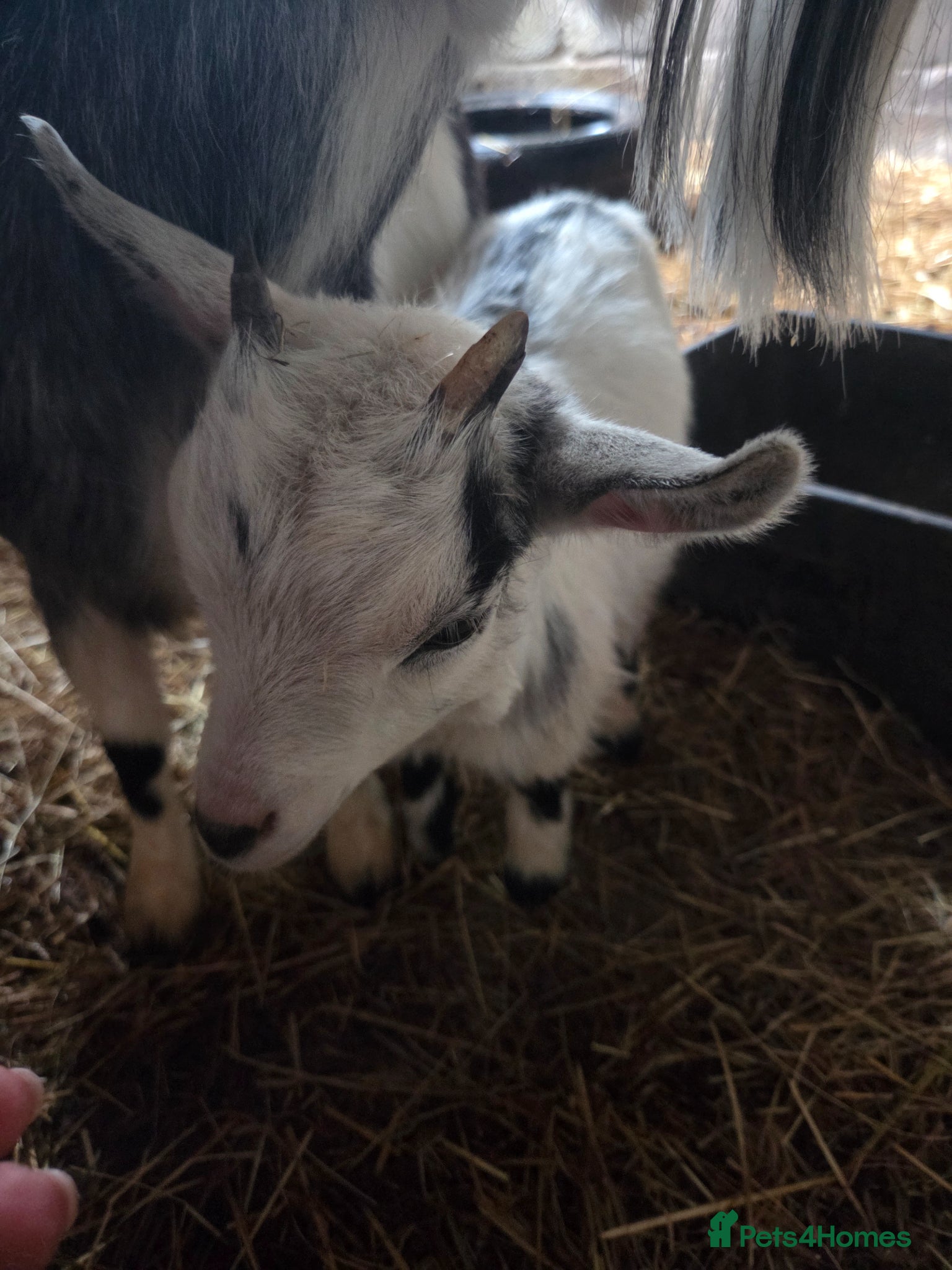Goats livestock for sale: Stunning pygmy goat kids  - Advert 5