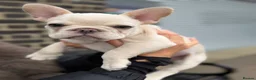 French Bulldog dogs for sale: Triple platinum fluffy carrier french bulldog  - Advert 7