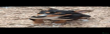 Australian Kelpie 8