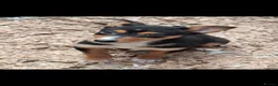 Australian Kelpie dogs for sale: Beautiful kelpie puppies for sale - Advert 5