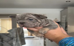 French Bulldog dogs for sale: 🤍 Merle / Lilac + Tan French bulldog puppies🤍 - Image 15