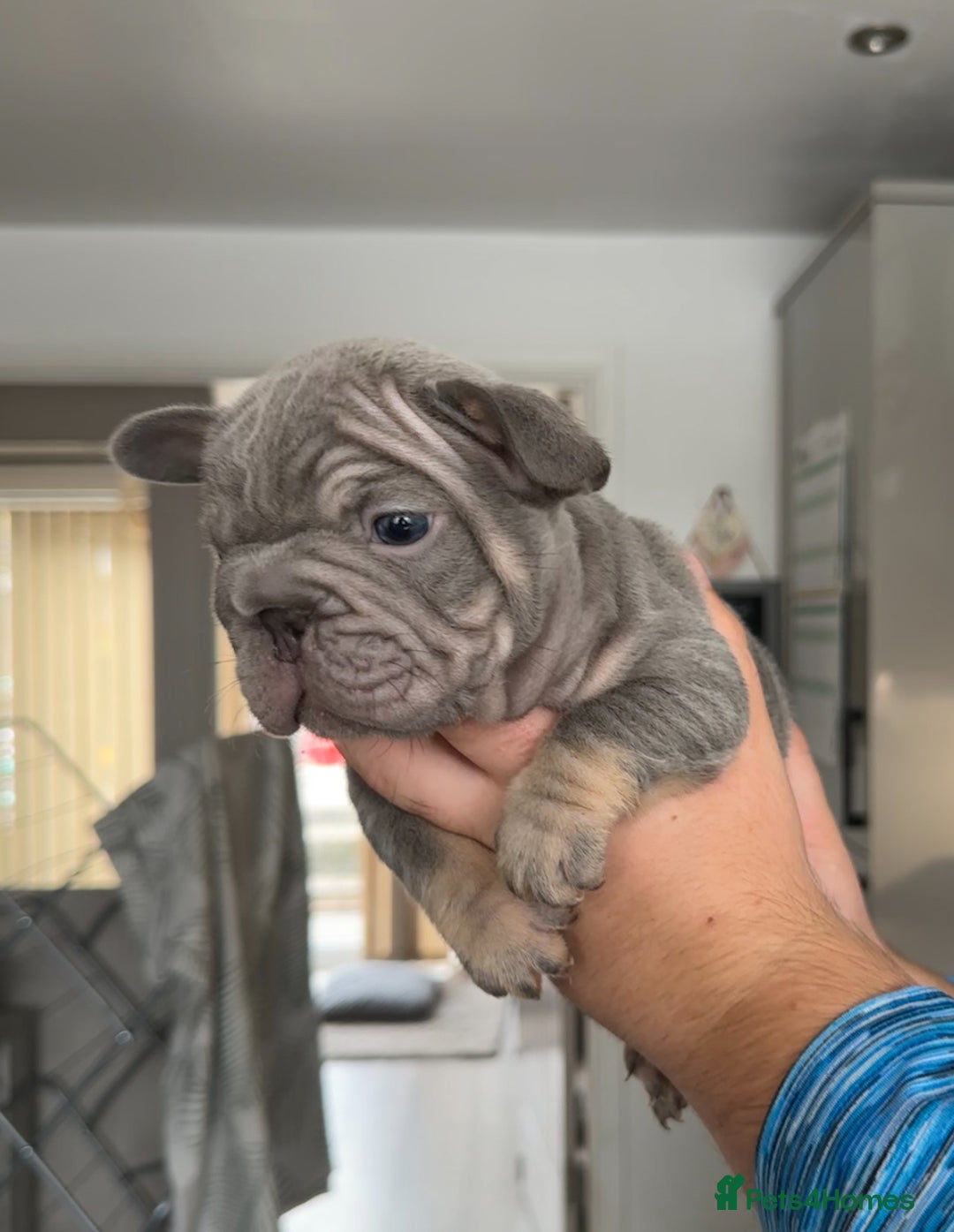 French Bulldog dogs for sale: 🤍 Merle / Lilac + Tan French bulldog puppies🤍 - Image 15
