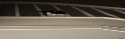 Mixed Breed cats for sale: Beautiful Black and White Female Cat - Advert 3