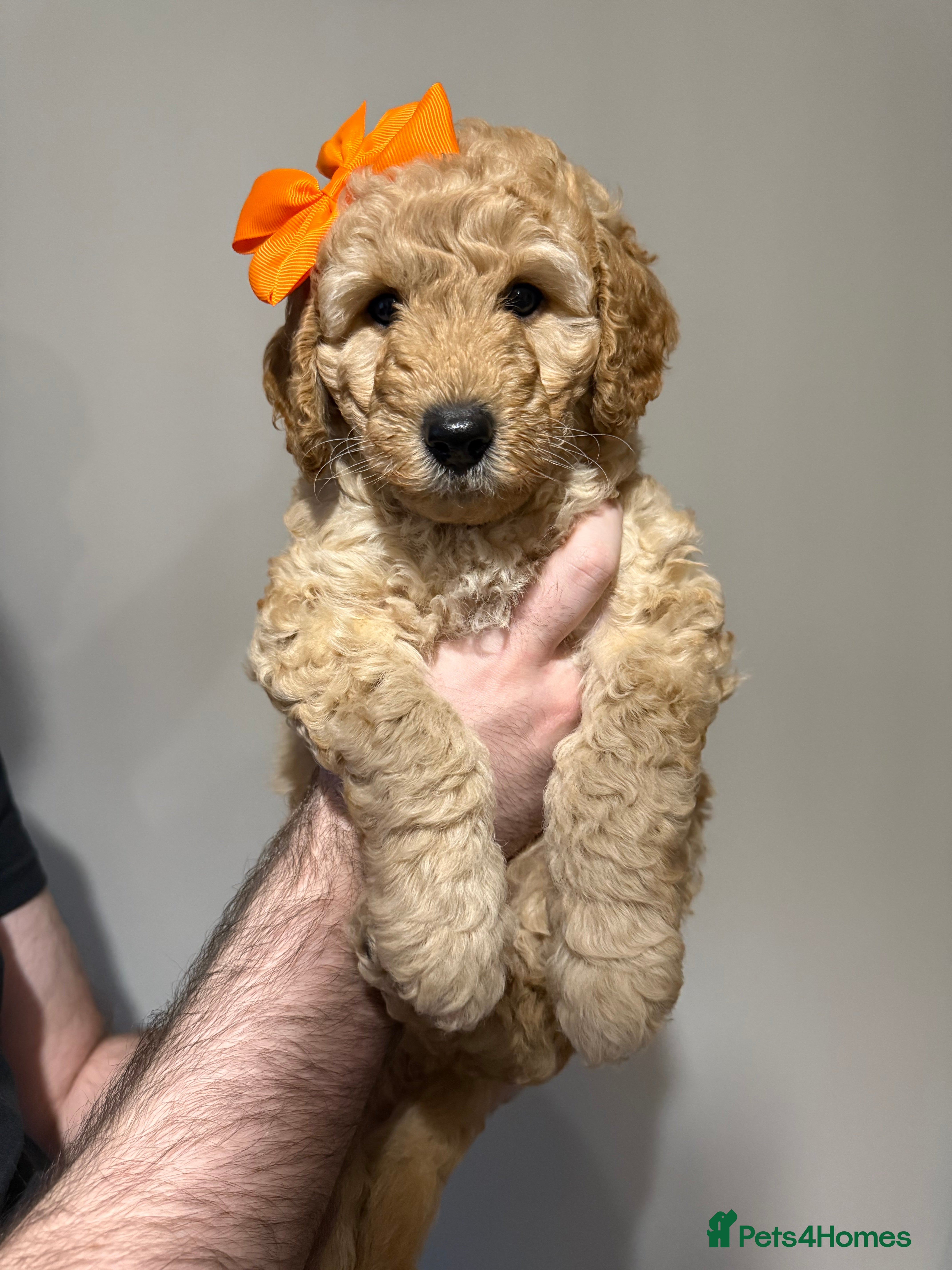 Labradoodle dogs Exceptional F1BB Labradoodle Puppies - Home Raised - Advert 14
