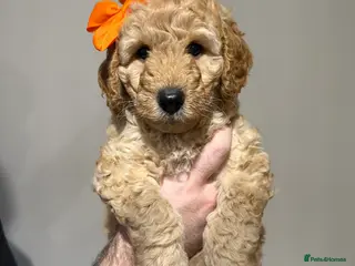 Labradoodle dogs Exceptional F1BB Labradoodle Puppies - Home Raised - Advert 14