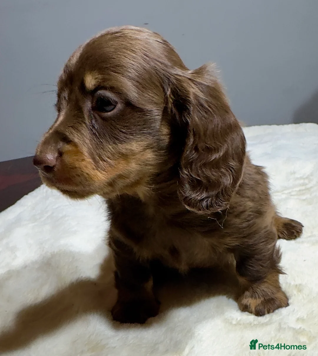 Miniature Dachshund dogs for sale: Long Hair Dachshund miniature Dapple - Advert 16