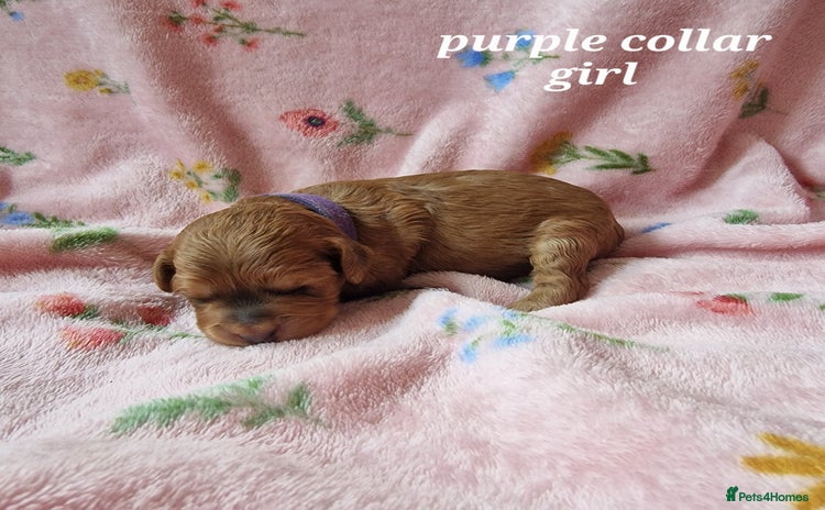 Cockapoo dogs - Advert 1