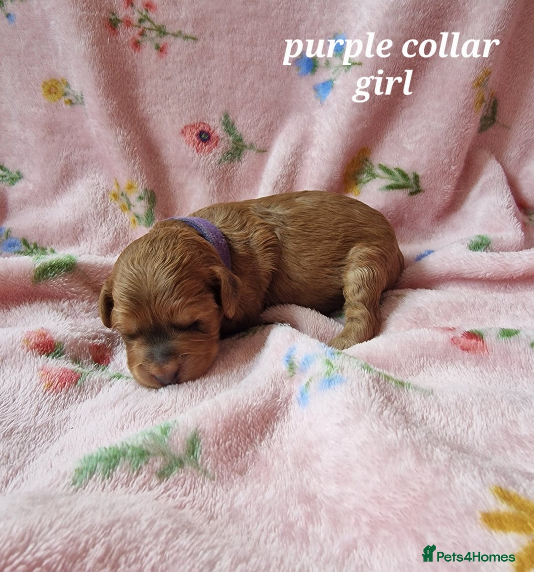 Cockapoo dogs for sale: Beautiful F1 Cockapoo puppies - Image 1