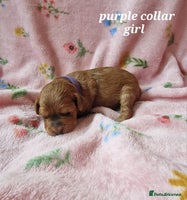 Cockapoo dogs - Advert 11