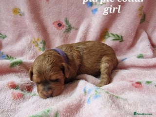 Cockapoo dogs - Advert 5