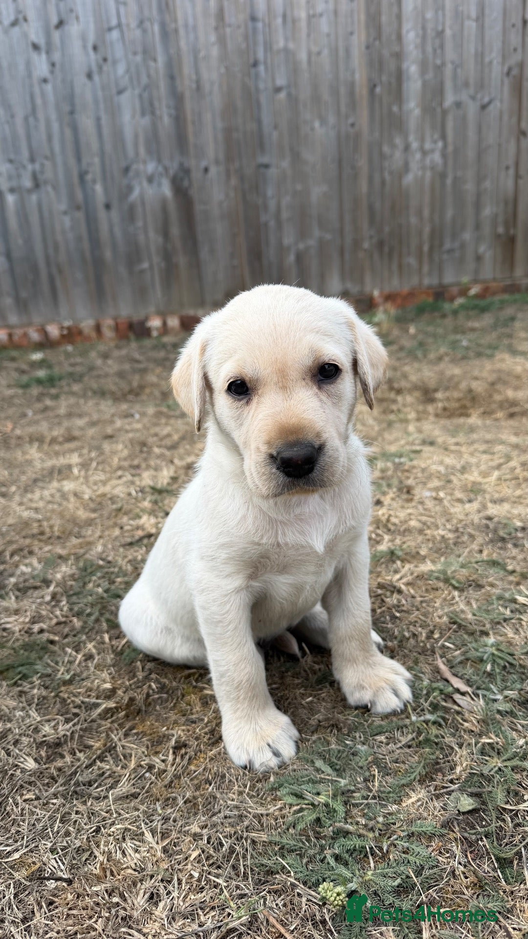 Labrador Retriever dogs Gorgeous KC Registered Labrador Puppies  - Advert 17