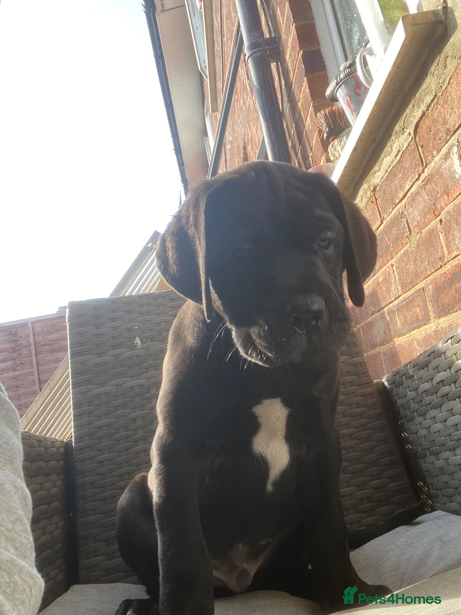 Mixed Breed dogs Bandogge puppys ready to go  - Advert 2