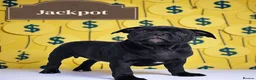 Staffordshire Bull Terrier dogs for sale: JACKPOT SOLID BLACK BOY SHORT & STOCKY TYPE  - Advert 3