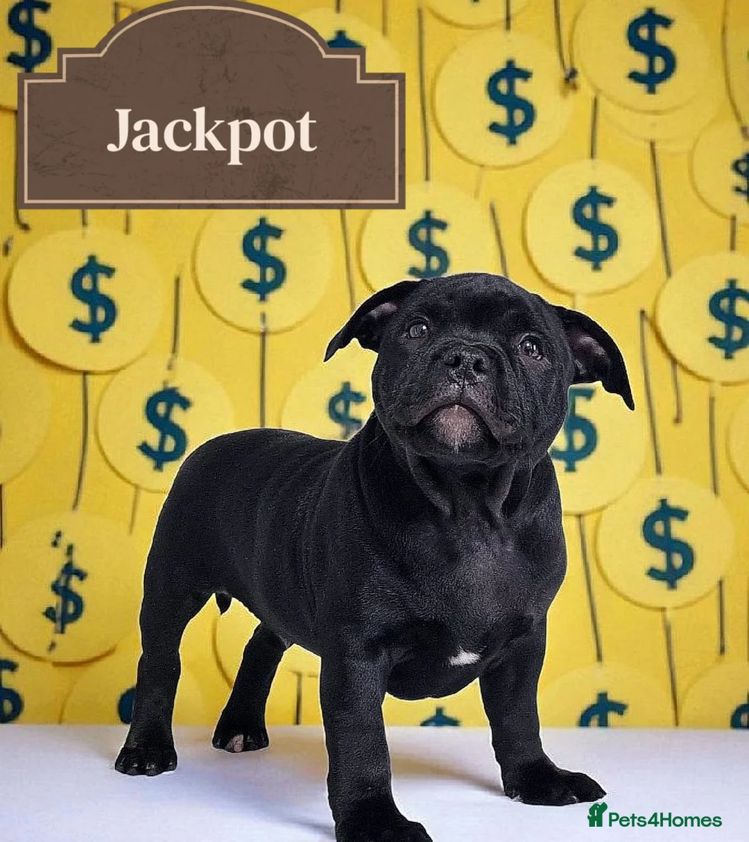Staffordshire Bull Terrier dogs for sale: JACKPOT SOLID BLACK BOY SHORT & STOCKY TYPE  - Advert 3